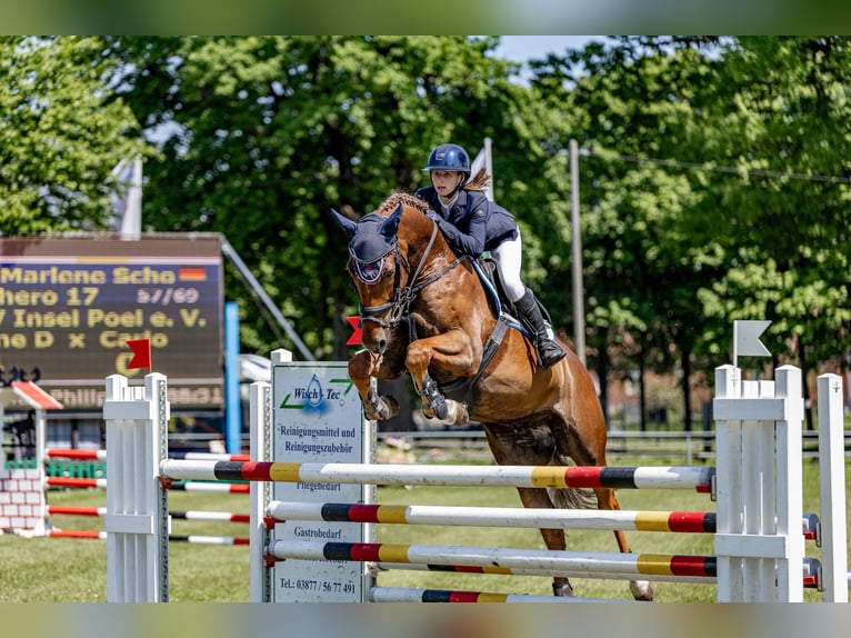 Mecklenburger warmbloed Ruin 7 Jaar 169 cm Donkere-vos in Insel Poel