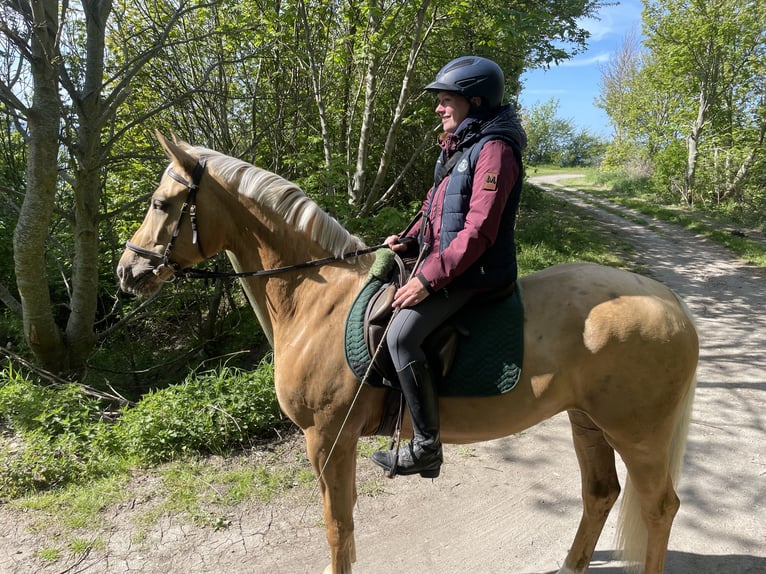 Mecklenburger warmbloed Ruin 7 Jaar 169 cm Palomino in Landsberg am Lech