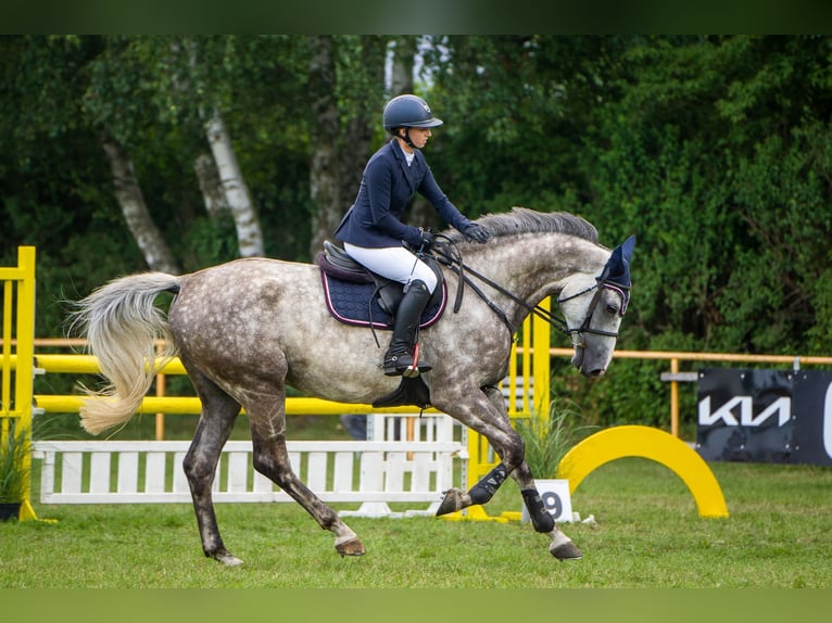 Mecklenburger warmbloed Ruin 7 Jaar 171 cm Schimmel in Insel Poel