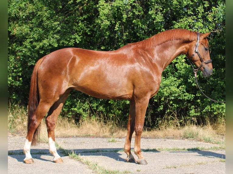Mecklenburger warmbloed Ruin 7 Jaar 171 cm Vos in Gerasdorf