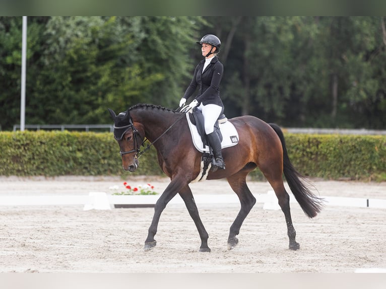 Mecklenburger warmbloed Ruin 7 Jaar 172 cm Zwartbruin in Fehrbellin