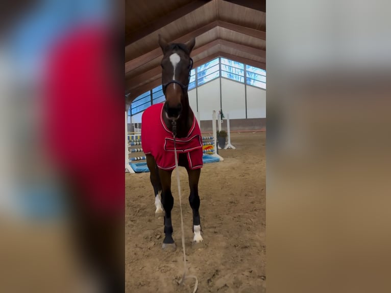 Mecklenburger warmbloed Ruin 7 Jaar 173 cm Bruin in Hagenow