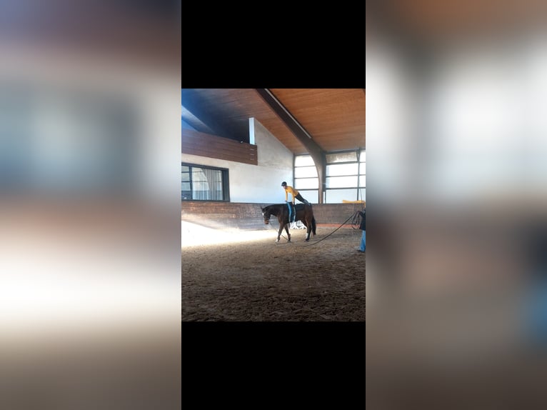 Mecklenburger warmbloed Ruin 7 Jaar 173 cm Bruin in Hagenow