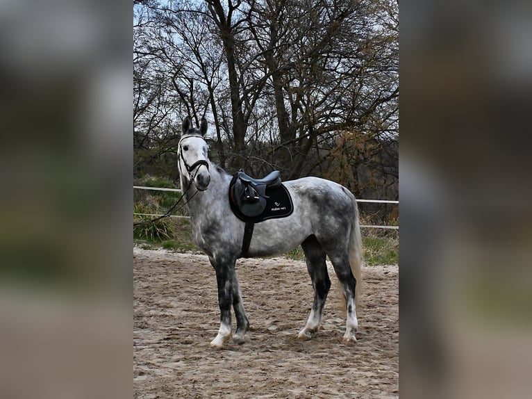 Mecklenburger warmbloed Ruin 7 Jaar 173 cm Schimmel in Solingen