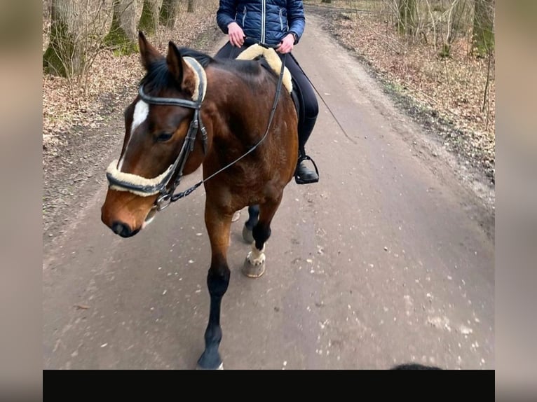 Mecklenburger warmbloed Ruin 7 Jaar 174 cm Donkerbruin in Hagenow