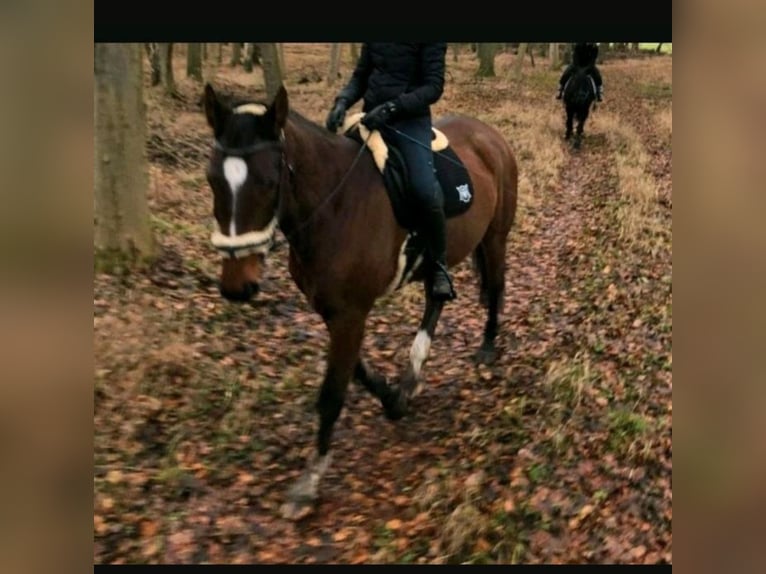 Mecklenburger warmbloed Ruin 7 Jaar 174 cm Donkerbruin in Hagenow
