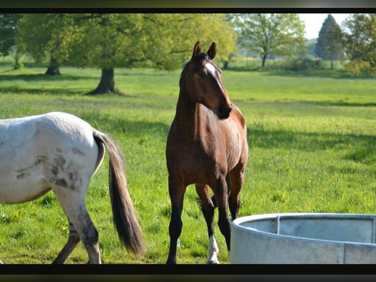 Mecklenburger warmbloed Ruin 7 Jaar 174 cm Donkerbruin in Hagenow