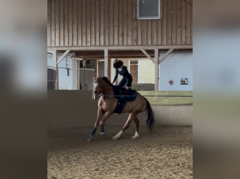 Mecklenburger warmbloed Ruin 7 Jaar 175 cm Donkere-vos in Greifswald