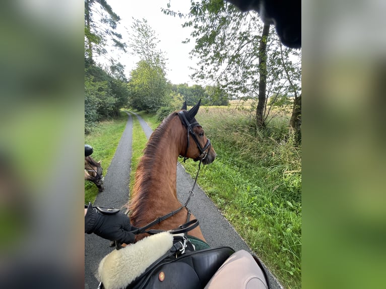 Mecklenburger warmbloed Ruin 7 Jaar 175 cm Donkere-vos in Greifswald