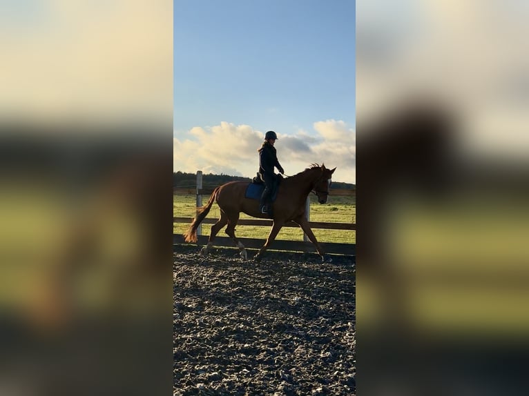 Mecklenburger warmbloed Ruin 7 Jaar 175 cm Donkere-vos in Greifswald