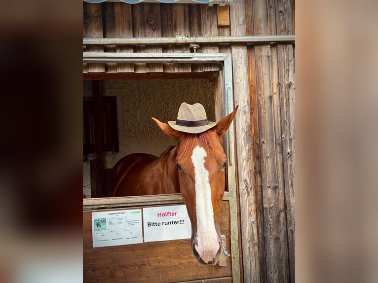 Mecklenburger warmbloed Ruin 7 Jaar 175 cm Vos in St. Margarethen an der Raab