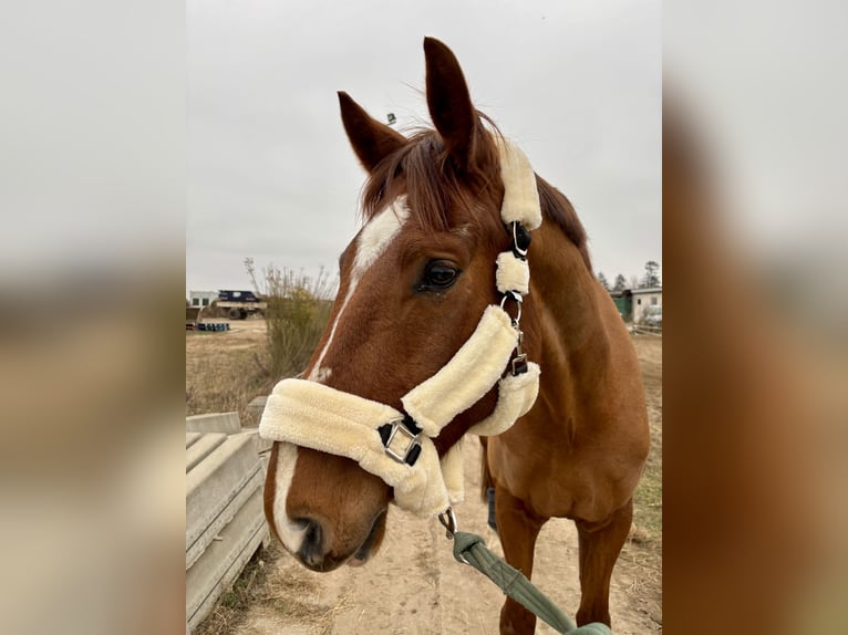 Mecklenburger warmbloed Ruin 7 Jaar 176 cm Donkere-vos in Greifswald