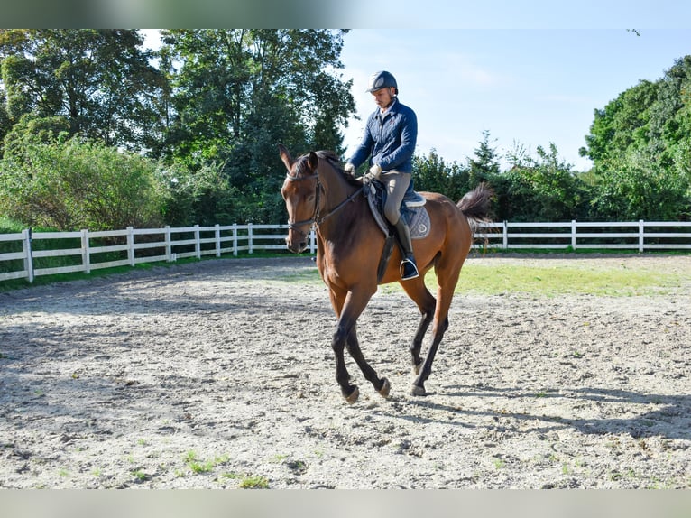 Mecklenburger warmbloed Ruin 7 Jaar 178 cm Bruin in Seebad Bansin