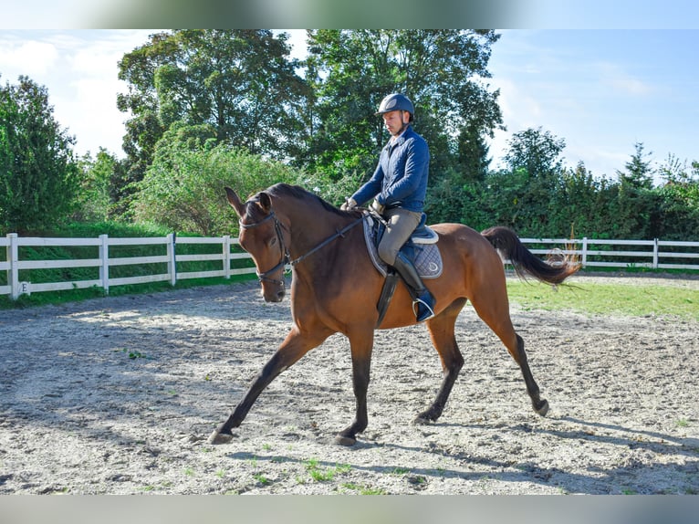 Mecklenburger warmbloed Ruin 7 Jaar 178 cm Bruin in Seebad Bansin