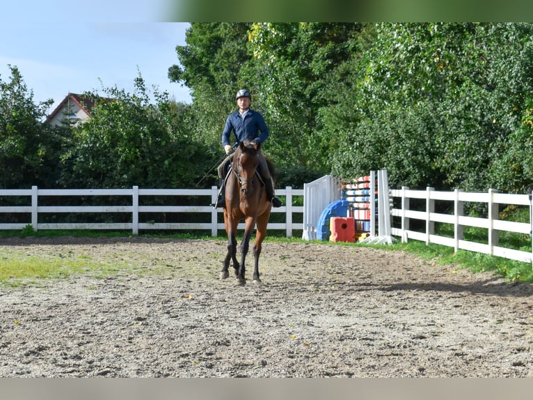 Mecklenburger warmbloed Ruin 7 Jaar 178 cm Bruin in Seebad Bansin