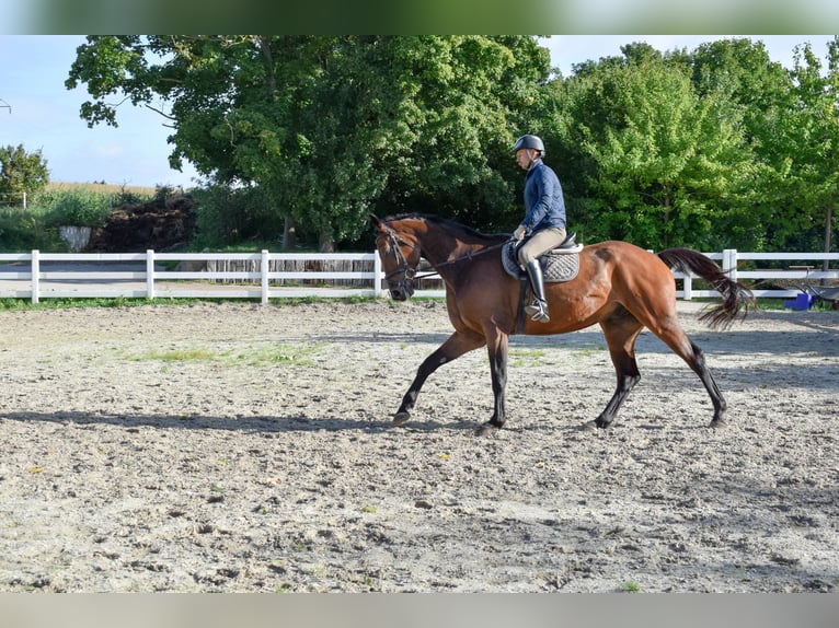 Mecklenburger warmbloed Ruin 7 Jaar 178 cm Bruin in Seebad Bansin