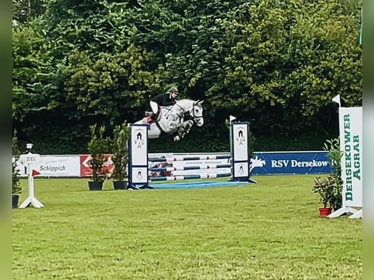 Mecklenburger warmbloed Ruin 7 Jaar 182 cm Schimmel in Heeslingen