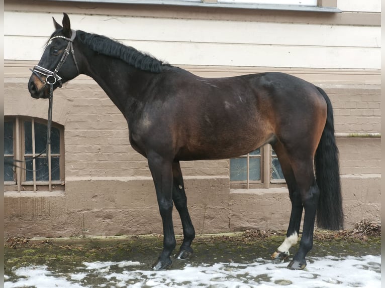 Mecklenburger warmbloed Ruin 8 Jaar 167 cm Donkerbruin in Braunschweig