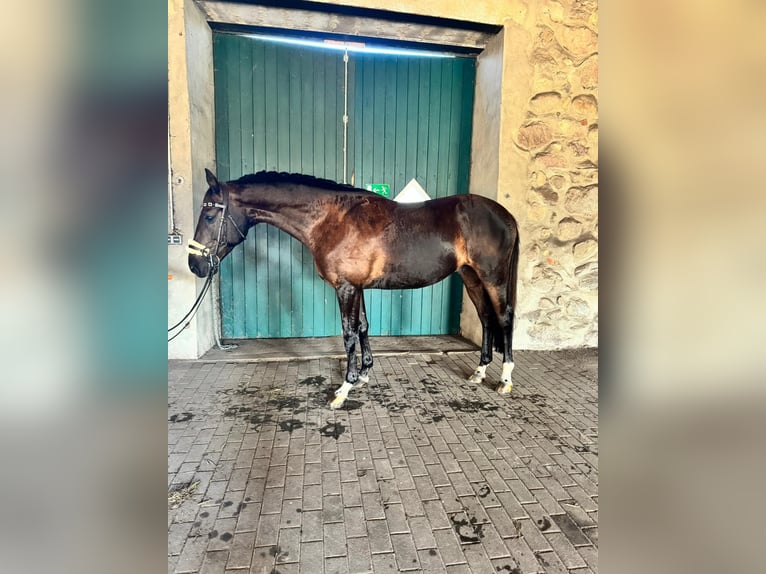 Mecklenburger warmbloed Ruin 8 Jaar 169 cm Donkerbruin in Wallenhorstrst