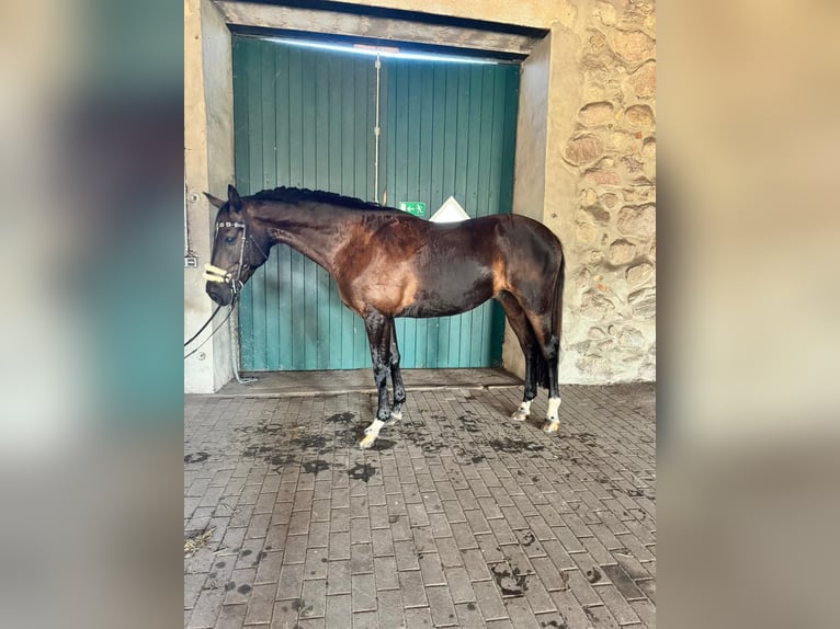 Mecklenburger warmbloed Ruin 8 Jaar 169 cm Donkerbruin in Wallenhorstrst