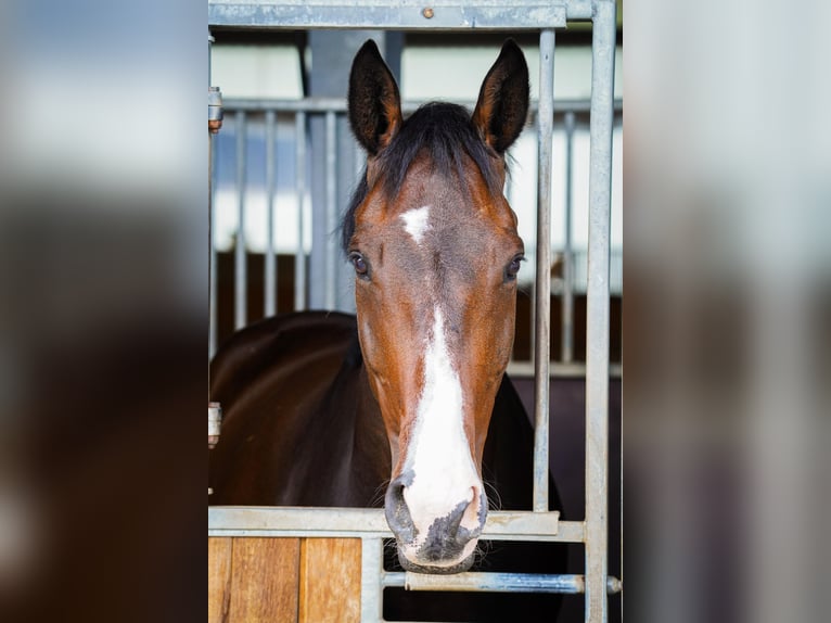 Mecklenburger warmbloed Ruin 8 Jaar 170 cm Donkerbruin in Gleichen