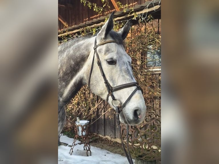 Mecklenburger warmbloed Ruin 8 Jaar 170 cm Schimmel in Loiching