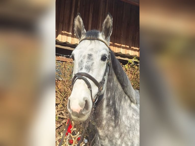 Mecklenburger warmbloed Ruin 8 Jaar 170 cm Schimmel in Loiching