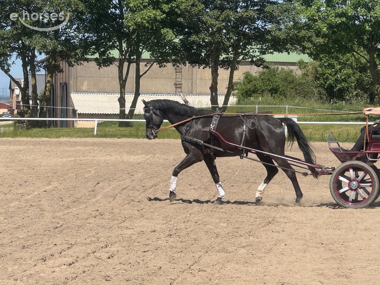 Mecklenburger warmbloed Ruin 8 Jaar 171 cm  in Ganschow