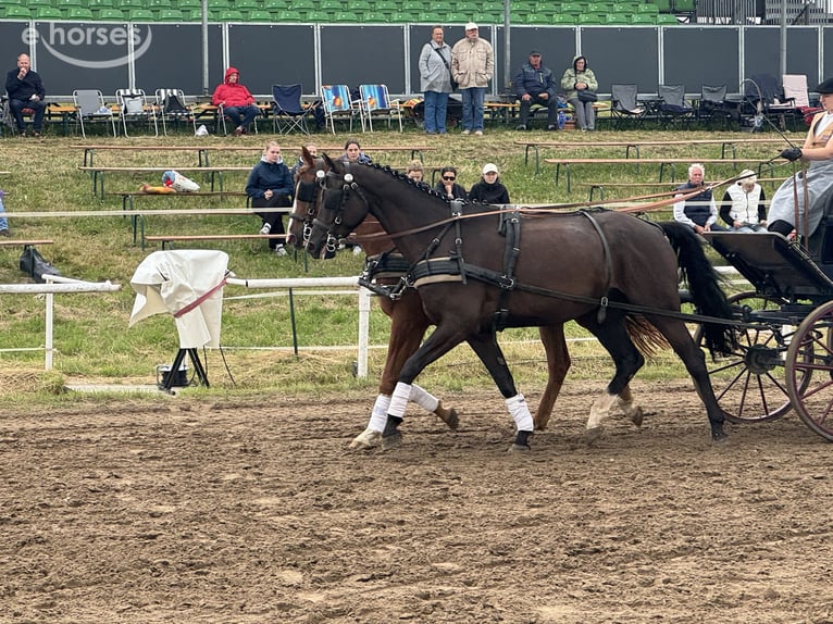 Mecklenburger warmbloed Ruin 8 Jaar 171 cm  in Ganschow