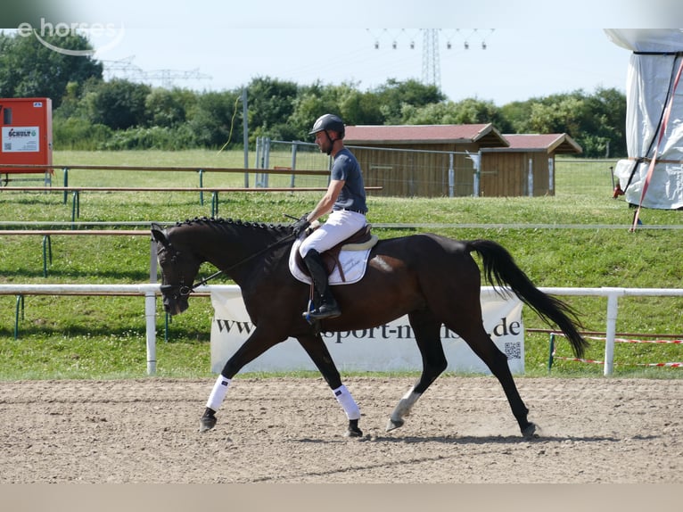 Mecklenburger warmbloed Ruin 8 Jaar 171 cm  in Ganschow