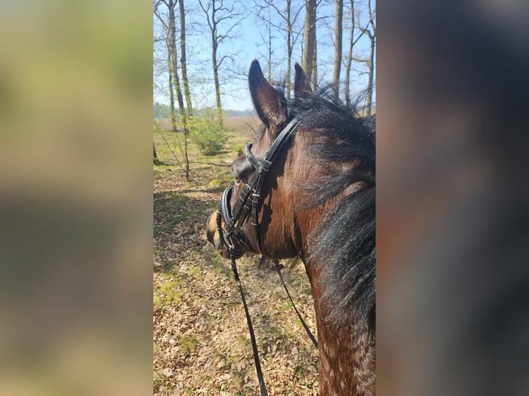 Mecklenburger warmbloed Ruin 8 Jaar 172 cm Bruin in Wriedel