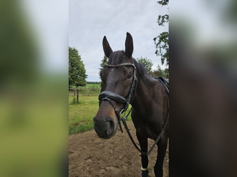 Mecklenburger warmbloed Ruin 8 Jaar 172 cm Bruin in Wriedel