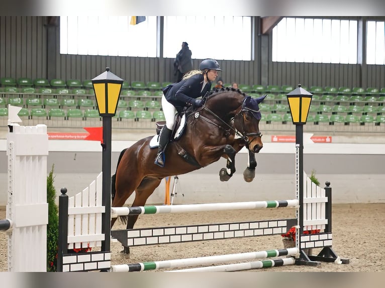 Mecklenburger warmbloed Ruin 8 Jaar 173 cm Donkerbruin in Reppenstedt