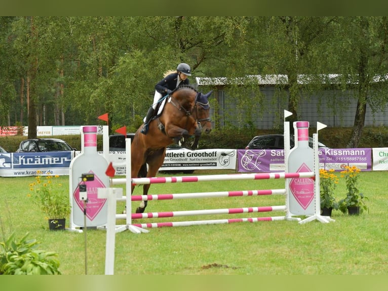 Mecklenburger warmbloed Ruin 8 Jaar 175 cm Donkerbruin in Dachtmissen