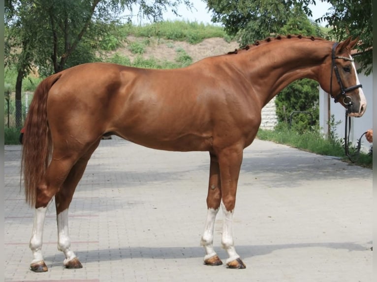 Mecklenburger warmbloed Ruin 8 Jaar 176 cm Donkere-vos in Hódmezővásárhely