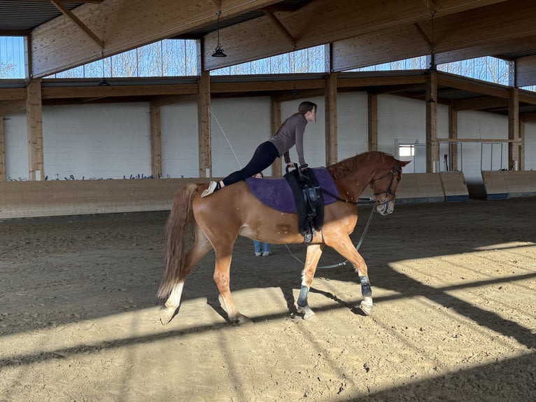 Mecklenburger warmbloed Ruin 8 Jaar 178 cm Vos in Ganschow