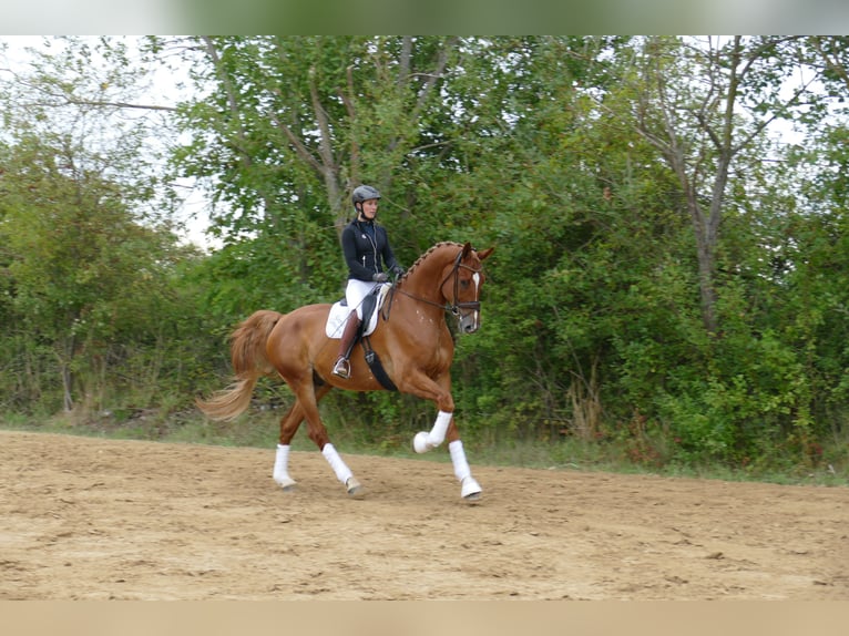 Mecklenburger warmbloed Ruin 8 Jaar 178 cm Vos in Ganschow