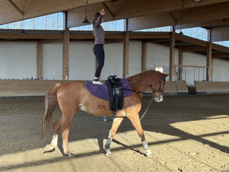Mecklenburger warmbloed Ruin 8 Jaar 178 cm Vos in Ganschow