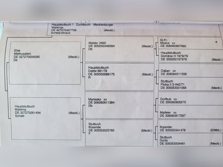Mecklenburger warmbloed Ruin 9 Jaar 168 cm Bruin in Henstedt-Ulzburg