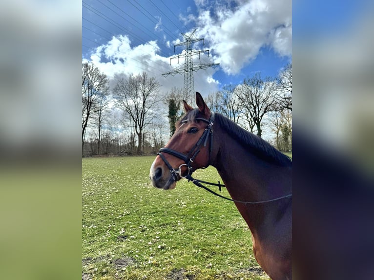Mecklenburger warmbloed Ruin 9 Jaar 168 cm Bruin in Henstedt-Ulzburg