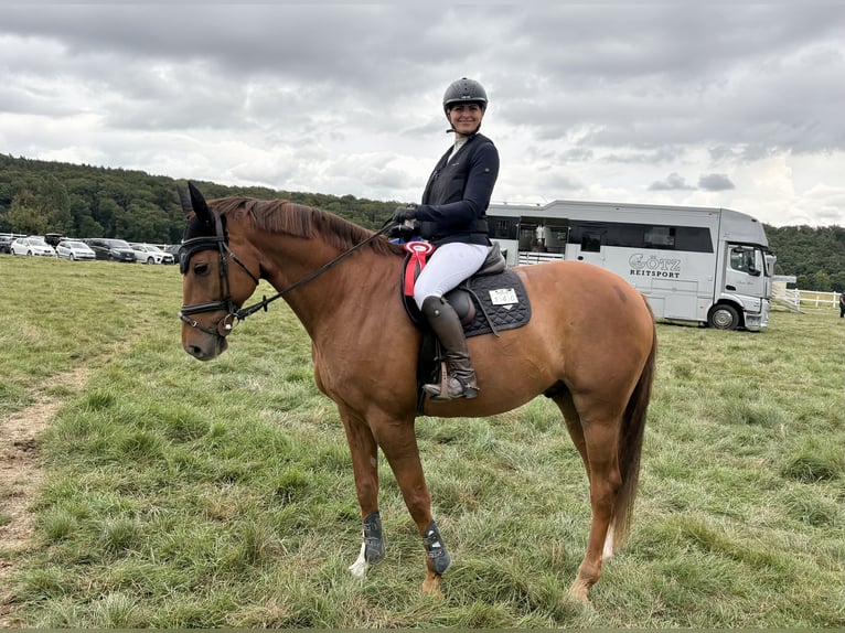 Mecklenburger warmbloed Ruin 9 Jaar 168 cm Vos in Hattersheim
