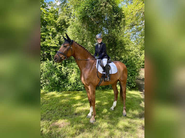 Mecklenburger warmbloed Ruin 9 Jaar 168 cm Vos in Hattersheim