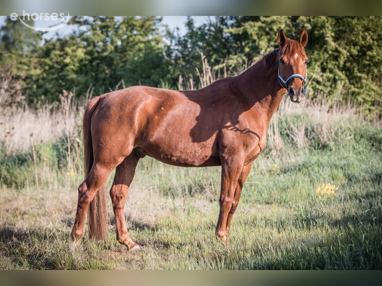 Mecklenburger warmbloed Ruin 9 Jaar 170 cm Vos in Dobin am See