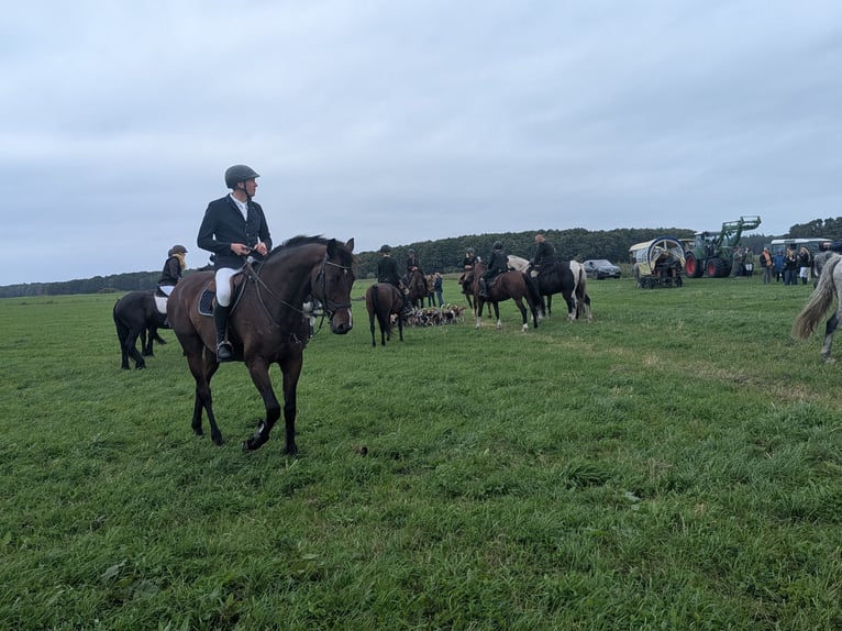 Mecklenburger warmbloed Ruin 9 Jaar 176 cm Bruin in Kavelstorf