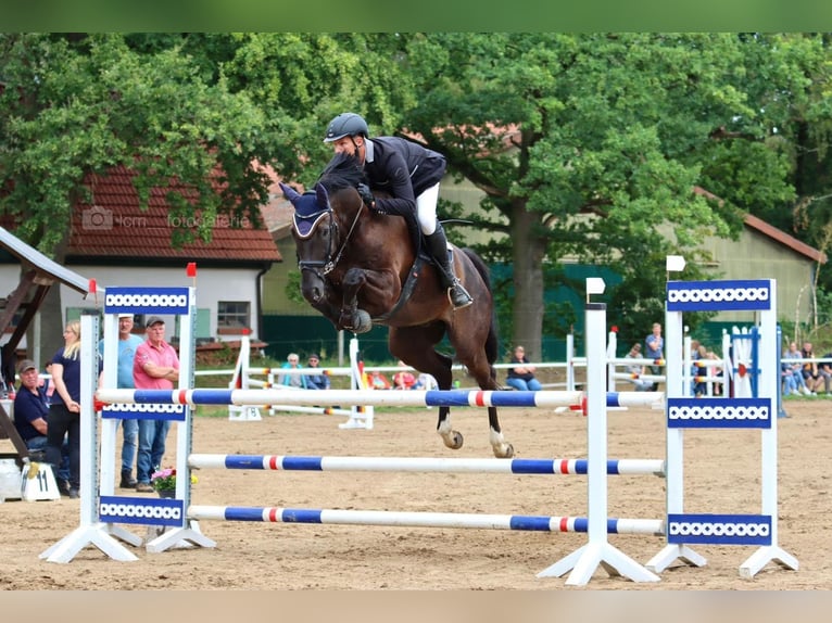 Mecklenburger warmbloed Ruin 9 Jaar 176 cm Zwart in Sietow