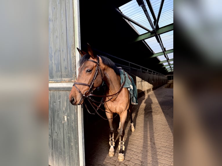 Mecklenburger warmbloed Ruin 9 Jaar Bruin in Herford