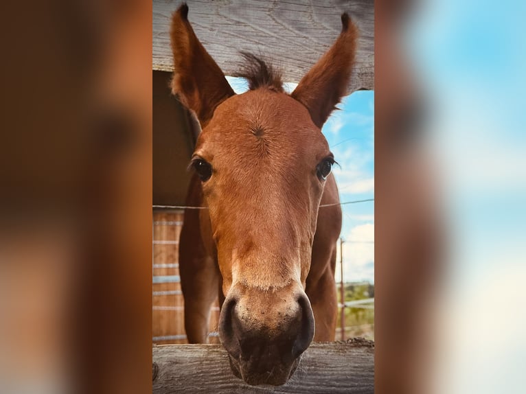 Mecklenburger Warmblut Hengst 1 Jahr 168 cm Brauner in Picher