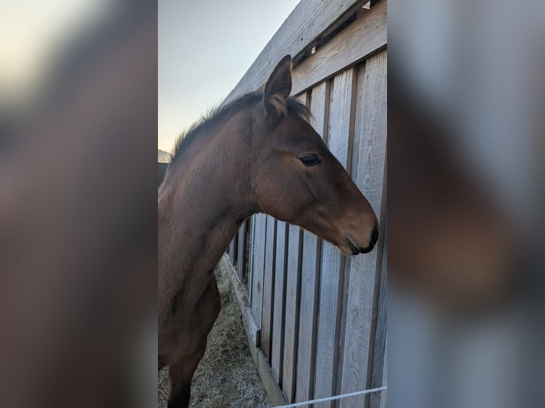 Mecklenburger Warmblut Hengst 1 Jahr 168 cm Brauner in Picher