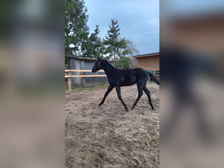 Mecklenburger Warmblut Hengst 1 Jahr 172 cm Rappe in Neubukow