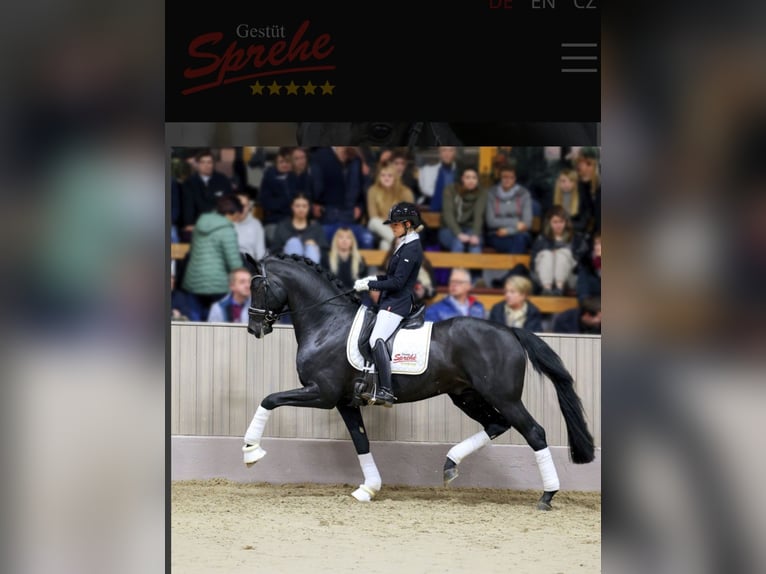 Mecklenburger Warmblut Hengst 1 Jahr 172 cm Rappe in Neubukow